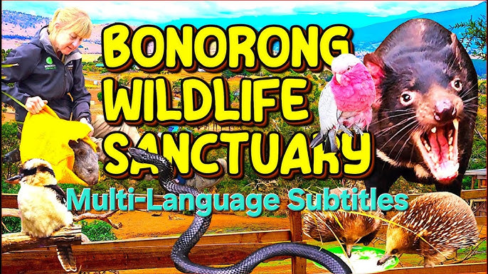 Tasmanian Devil at Bonorong