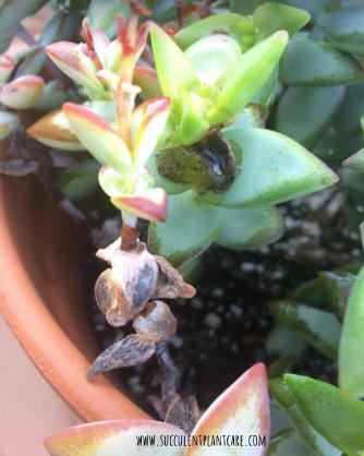 Image of new succulent plantlets in small terracotta pots, showcasing a variety of shapes and colors. The pots are arranged on a bright, sunny windowsill.