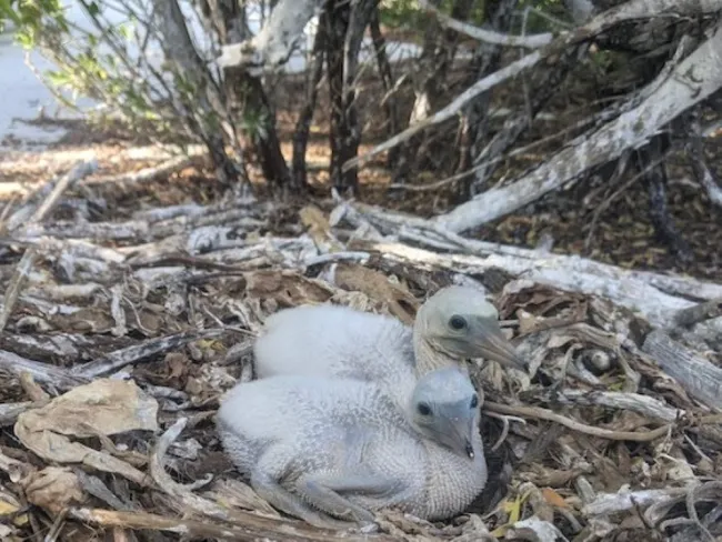 coral gardening at The Brando