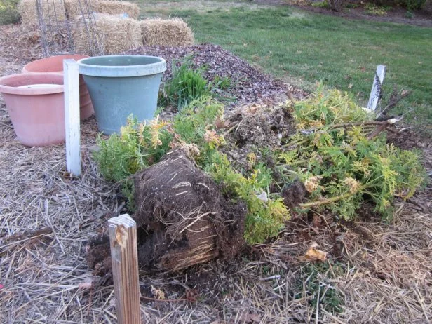 Winter-Ready Garden: 7 Essential Steps for a Th...