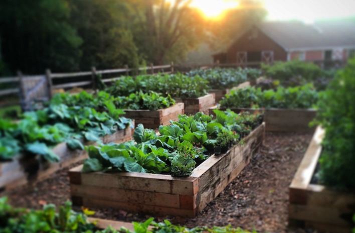 [DIY Root Cellar]: A Step-by-Step Guide to a Mor...