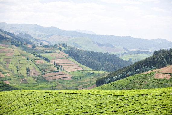 The Nyungwe Forest canopy walkway suspended high above the forest floor, showcasing the dense rainforest canopy.