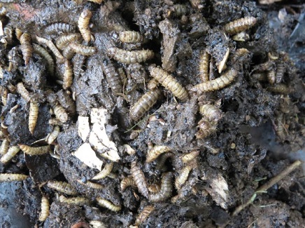A homesteader wearing worn leather gloves, harvesting plump, wriggling black soldier fly larvae from a composting system made of repurposed wood pallets. Focus on the larvae and the composting setup with visible layers of decomposing food scraps. Natural light, clear instructional composition with arrows indicating the larvae crawling path. High-resolution.