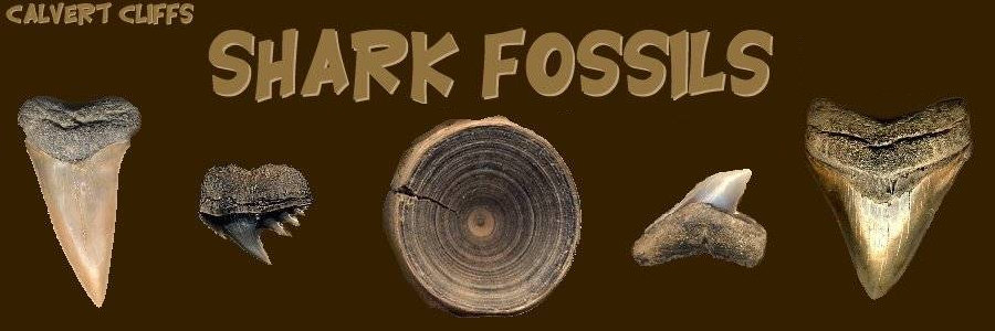 Shark teeth fossils found at Calvert Cliffs