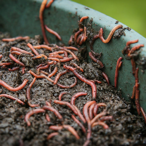 Worms, Compost, and Kitchen Scraps: A Beginner'...