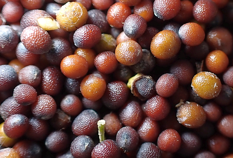 Gardening community at a seed swap
