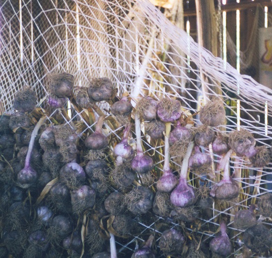 Image: Garlic being stored in a net.