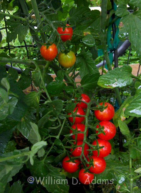 A collection of cherry tomatoes hanging on a vine