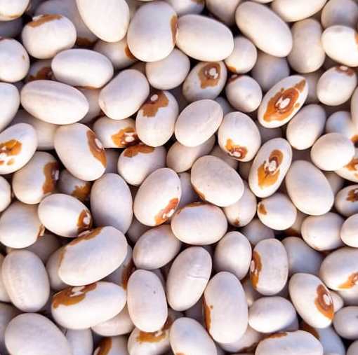 Dry Yellow Eye Bean Seeds