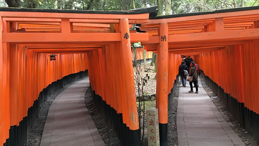 Woman in kimono walking through the torii gates at Fushimi Inari during cherry blossom season.
