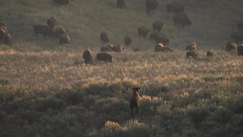 Wildlife viewing Lamar Valley Yellowstone
