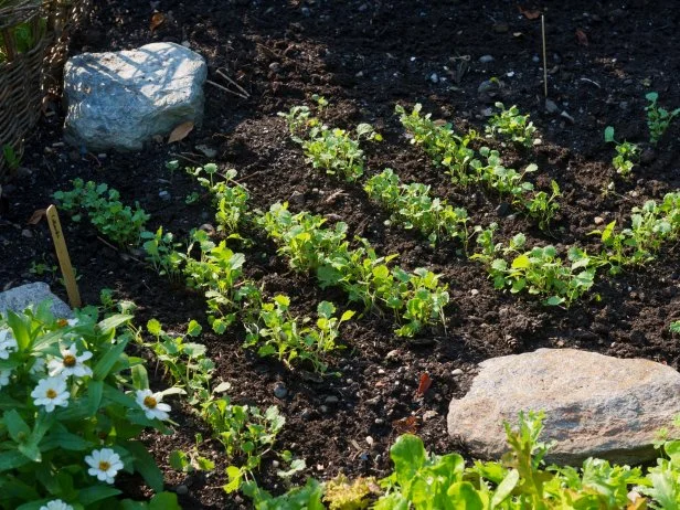 Vegetable seedlings emerging in a garden bed.