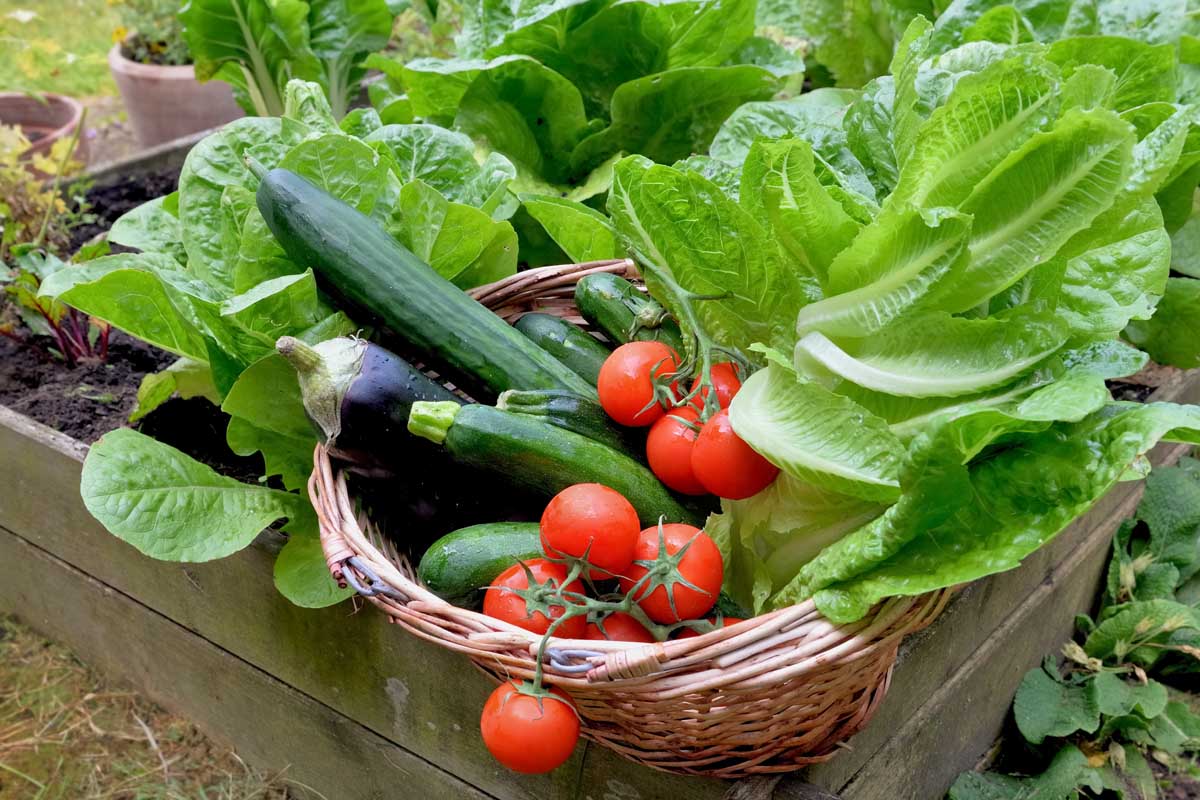Lush green spinach growing in a garden bed