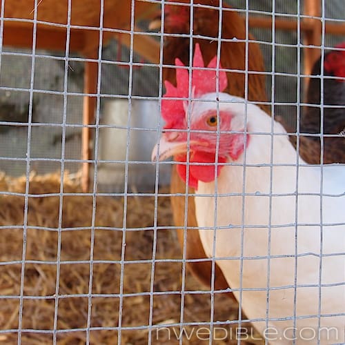 family trading chickens small farm