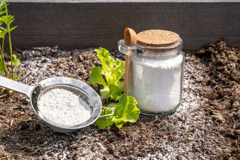 Close-up image of a hand lightly dusting diatomaceous earth around the base of a lavender plant. Focus on the texture of the diatomaceous earth and the healthy lavender foliage. Soft, natural lighting. Style: Educational, demonstrating the natural pest control method.