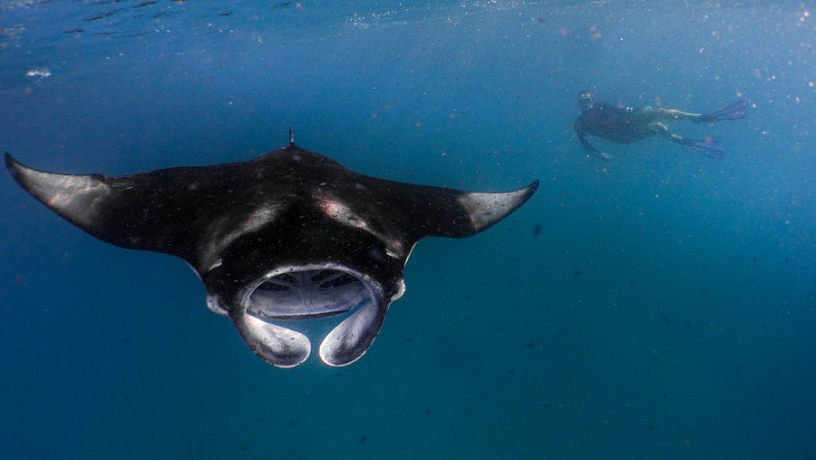 Manta Rays in Hanifaru Bay