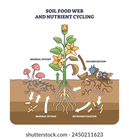 diagram soil food web detailed illustration