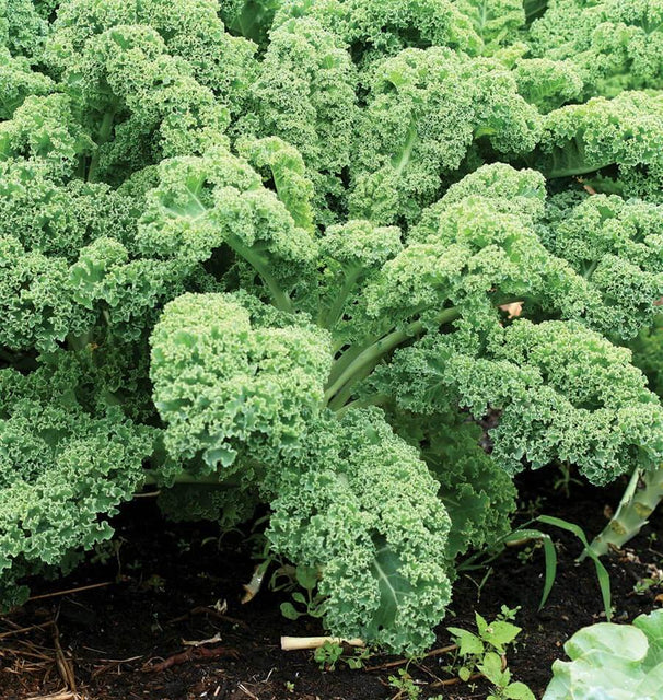 Kale Plant