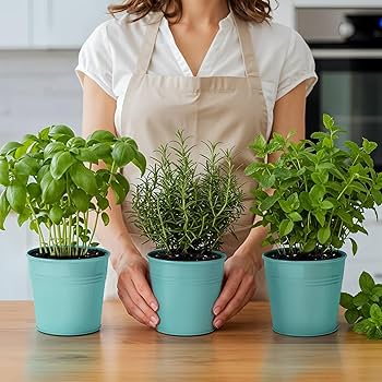 A small herb garden underneath a grow light