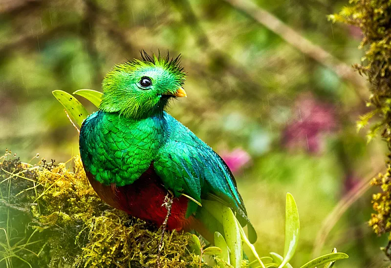 # Chasing the Resplendent Quetzal: An Ornithologis...