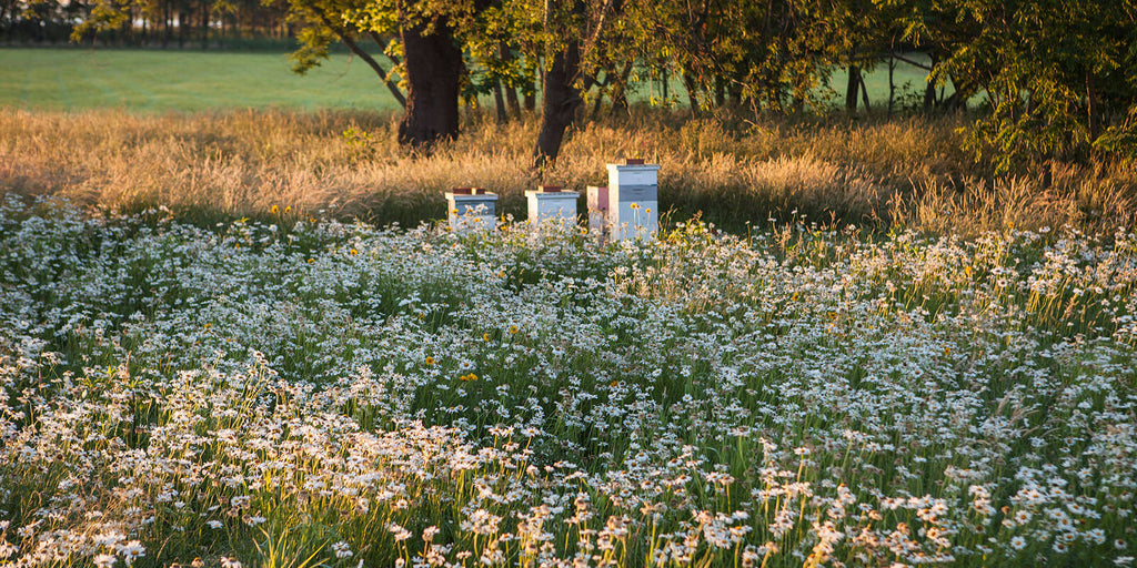 Beyond Bees: Attract a Symphony of Pollinators...