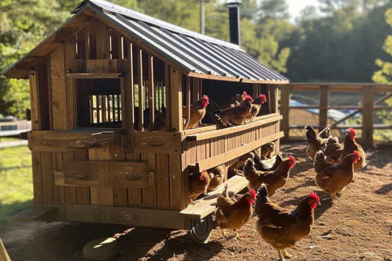 A completed chicken tractor with a corrugated metal roof.