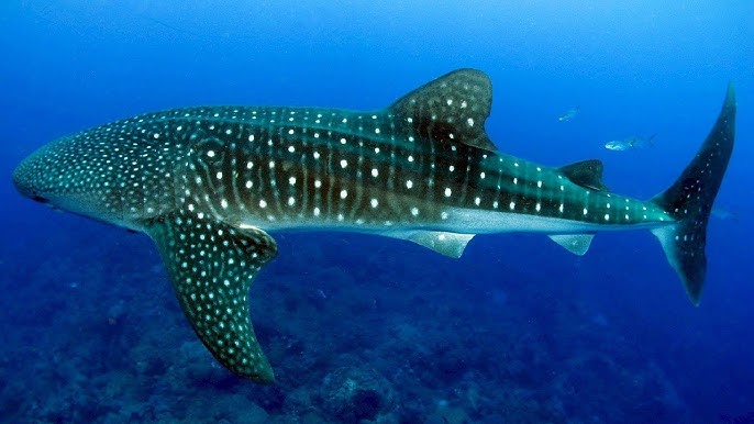 Swimmer alongside whale shark in Donsol