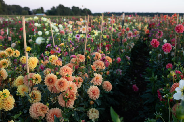 7 Simple Steps to Create a Buzzworthy Pollinato...