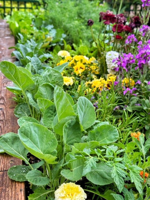 Beyond Bug Spray: 5 Natural & Beautiful Defense...