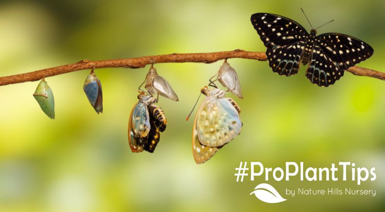 Butterfly puddling station with butterflies on wet sand