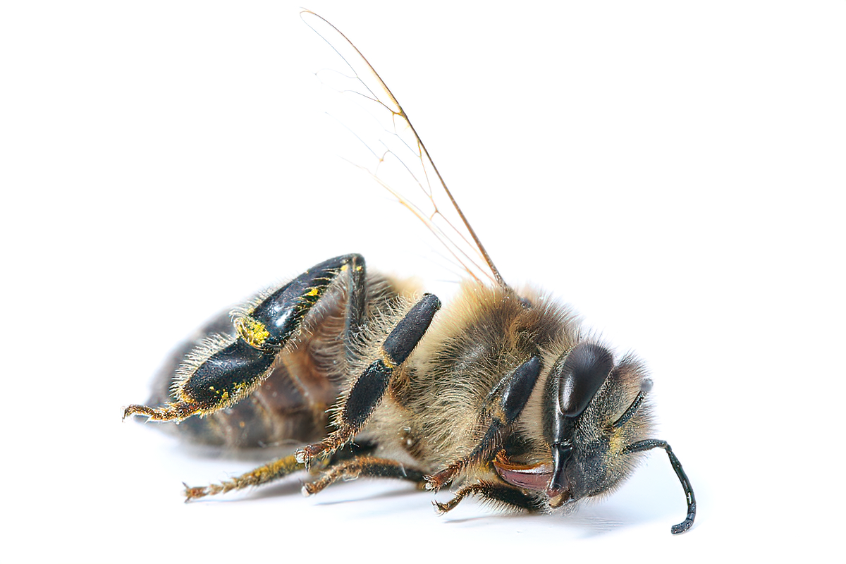 Honey bee at watering hole
