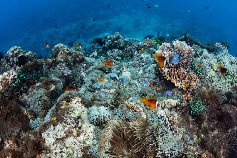 Snorkeler assisting with reef regeneration initiatives at Sipadan Island.