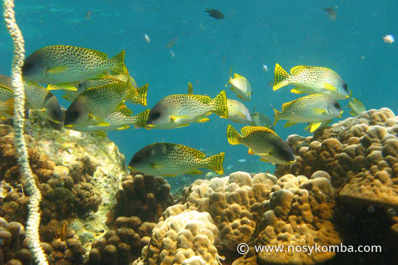 Snorkeling in Nosy Be