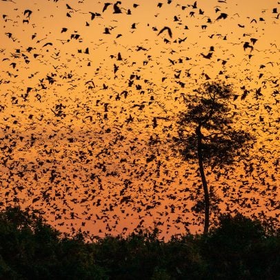A massive colony of bats emerging from Clarity Tunnel at dusk, illustrating the sheer number of bats and the unique natural phenomenon of their nightly flight, a highly memorable experience