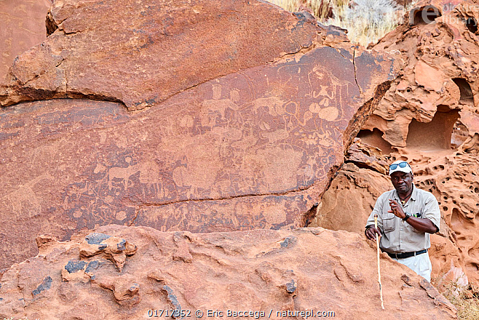 Distinguishing edible gemsbok cucumbers from their toxic counterparts in the Kuiseb Riverbed. Look for the rounded leaf shape and coarse vine texture! #DesertSurvival #KuisebRiver