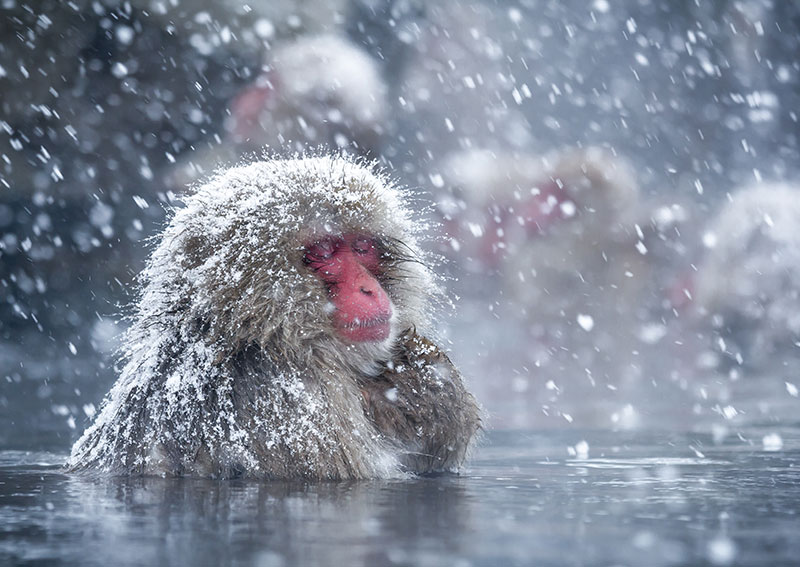 Wide shot of snow monkeys relaxing in the hot springs, surrounded by a snowy landscape. Soft, diffused lighting to highlight the steam. The monkeys are centrally positioned, and their expressions are visible.