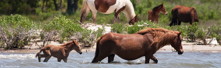 Assateague Ponies in their natural habitat