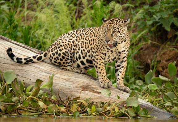 # A Day in the Life of a Jaguar Vet: Balancing Wil...