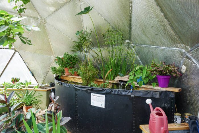 Water barrels used as thermal mass in a greenhouse