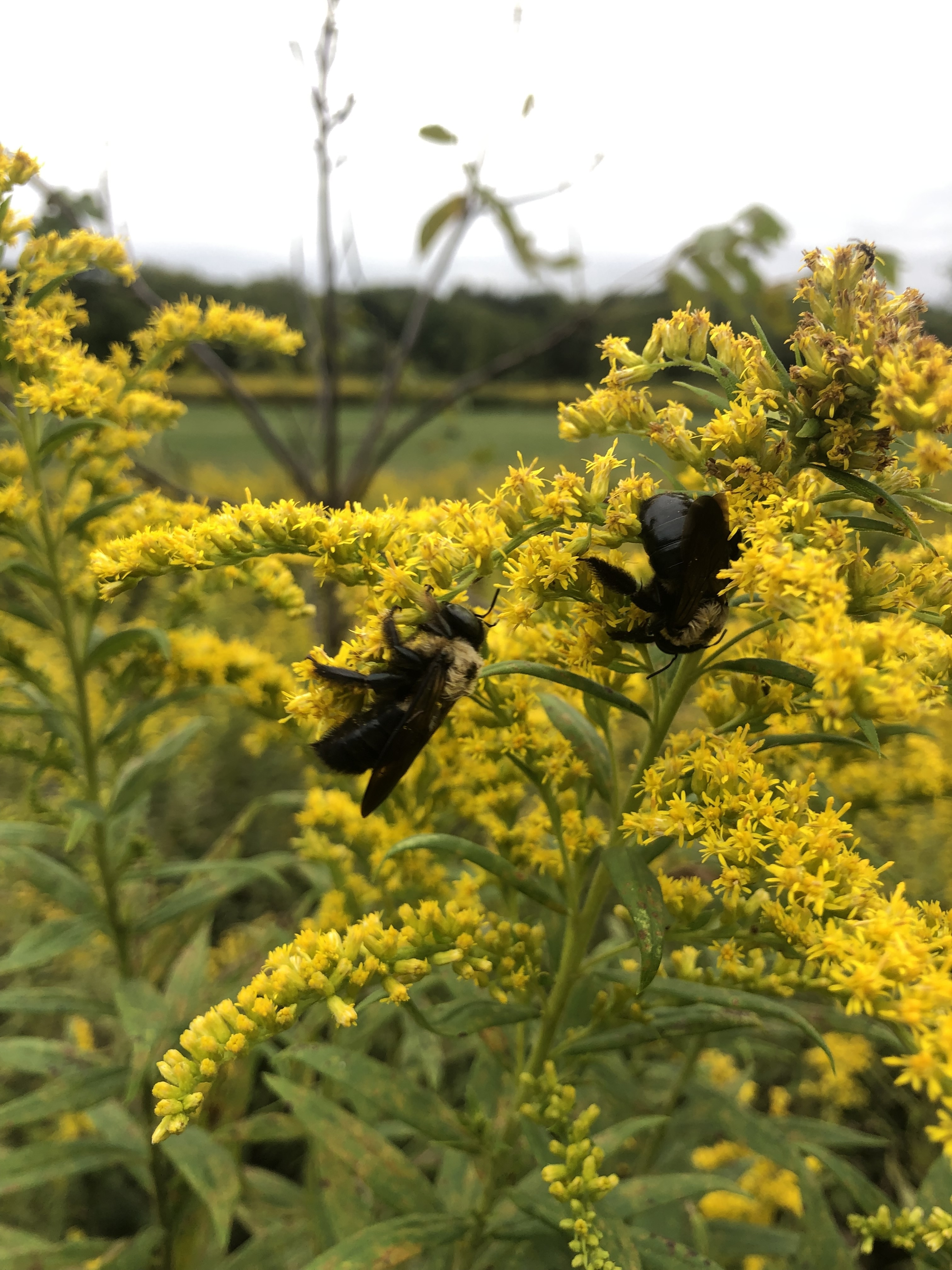 Late-Season Blooms: Creating a Pollinator Haven...