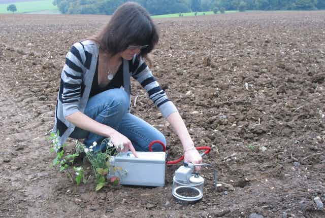 An image of a diverse field with various crops growing, illustrating the principles of crop diversification and biodiversity in regenerative agriculture