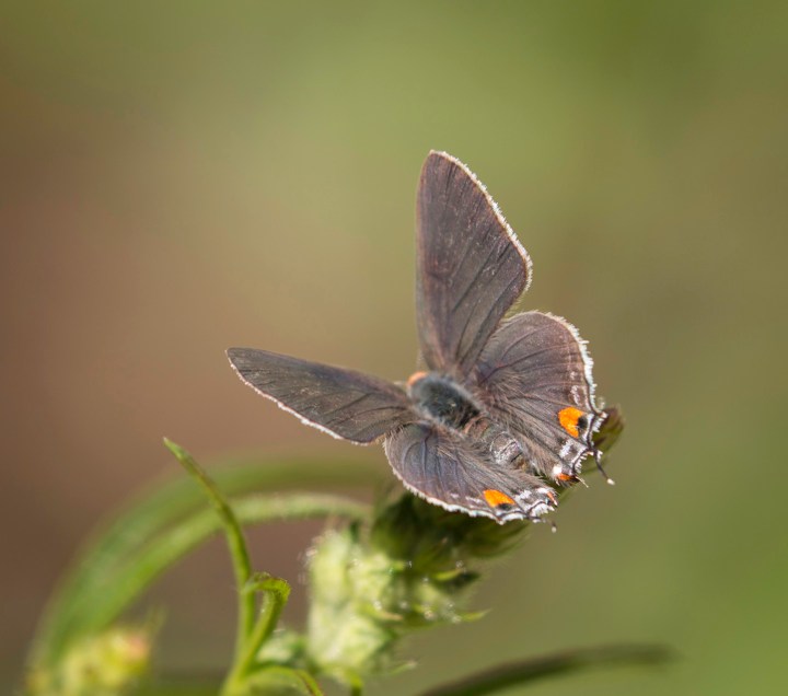 Giving Thanks: Creating a Late-Season Pollinato...