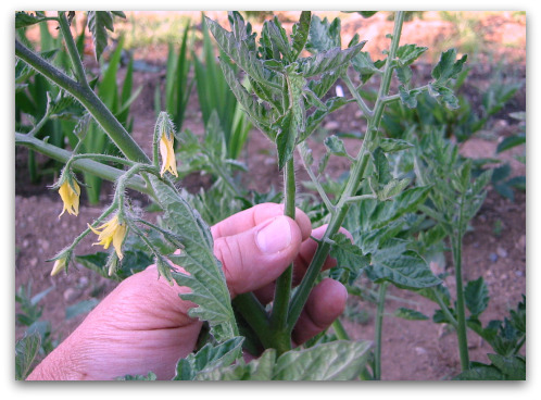 From Seed to Sauce: Mastering the Art of the Hom...