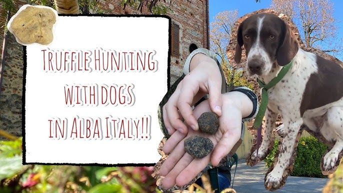 A truffle dog excitedly digging in the forest, finding a white truffle.