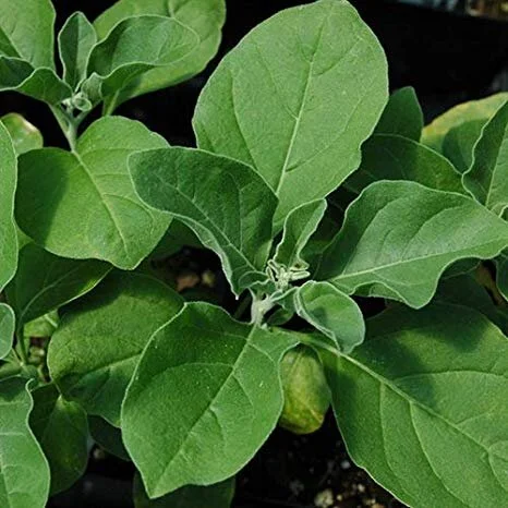 Cultivate Your Own Health: A Beginner's Guide to a...
