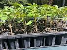 Beyond Bees: How to Create a Haven for Benefici...