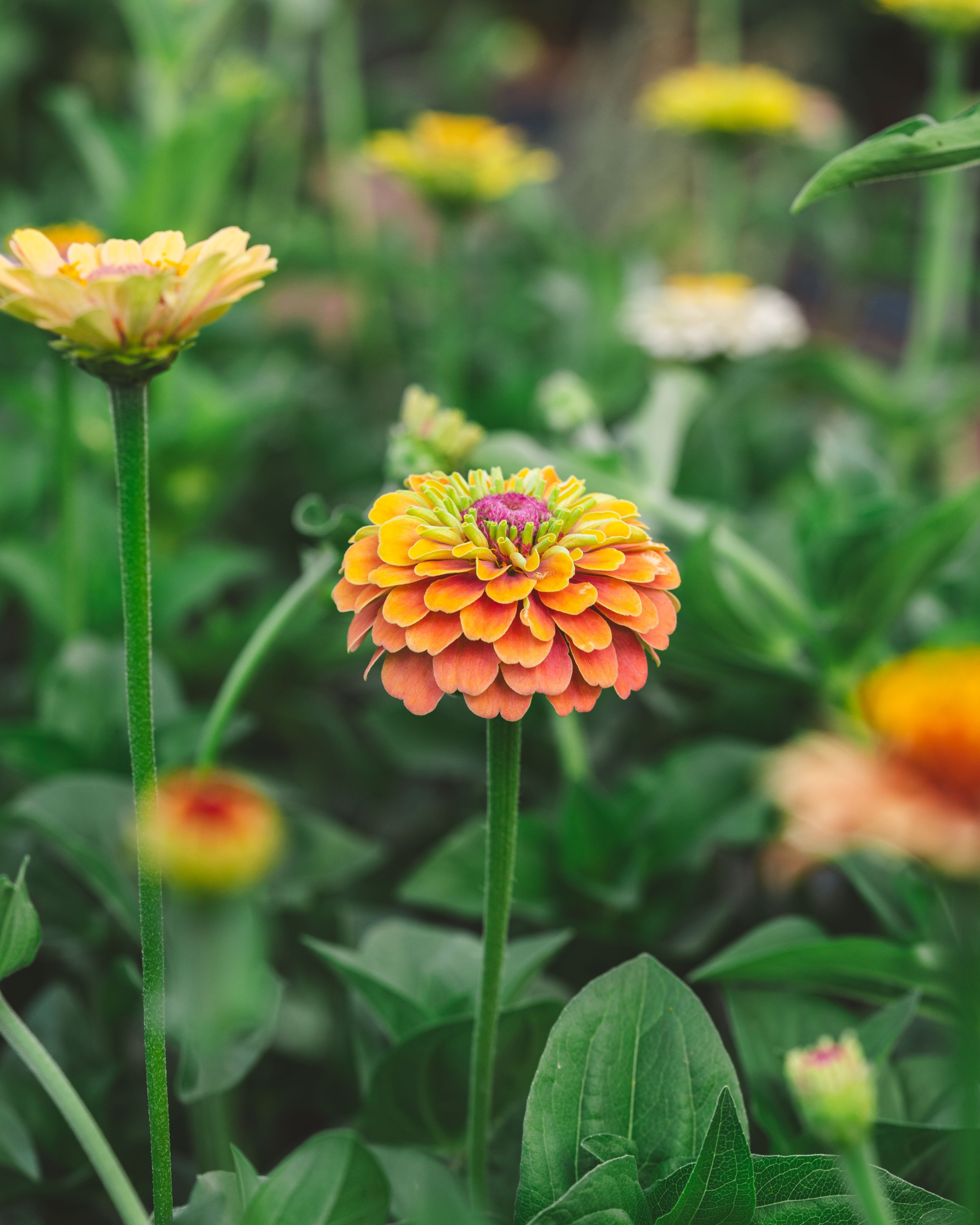 A close-up of a zinnia flower, highlighting the vibrant colors and intricate details that attract pollinators