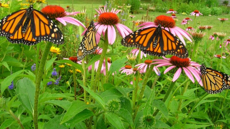 Monarch butterfly laying eggs on milkweed plant