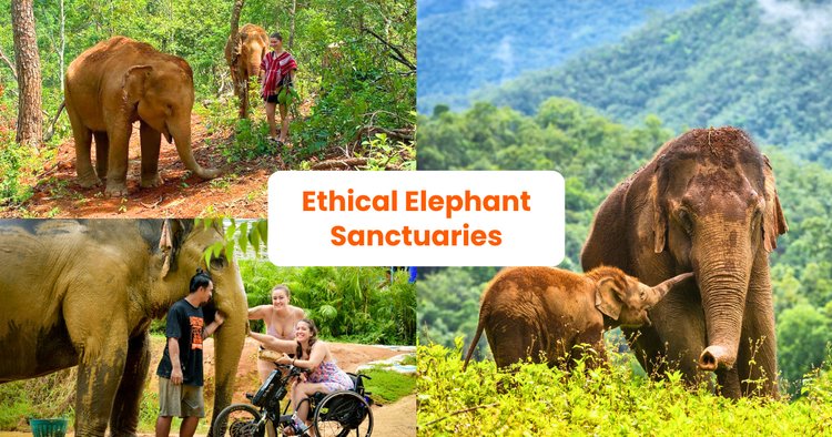 # Ethical Elephant Encounters in the Golden Triang...