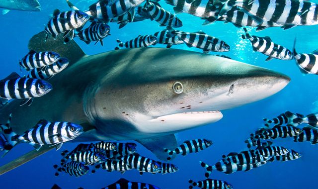 Underwater Photography